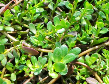 Brahmi