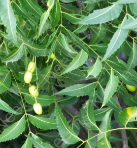 Neem